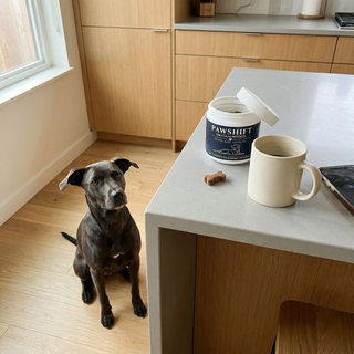 Customer dog photo 6