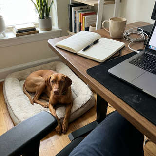 Customer dog photo 7