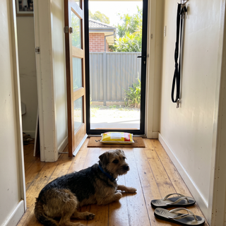 Customer dog photo 2