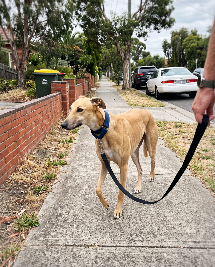 Sighthound walking calmly on its lead