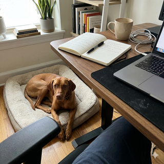 Customer dog photo 5