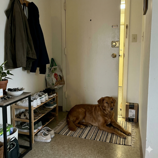 Customer dog photo 2