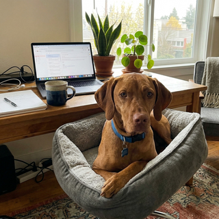 Customer dog photo 7